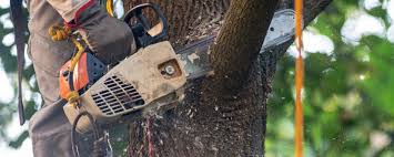 Best Tree Health Inspection  in Summit, WA