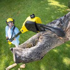 Best Stump Grinding and Removal  in Summit, WA