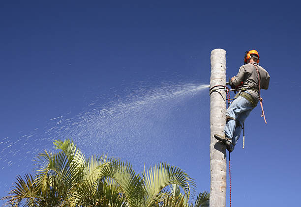 Best Landscape Design and Installation  in Summit, WA