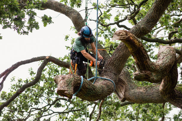 Best Storm Damage Tree Cleanup  in Summit, WA