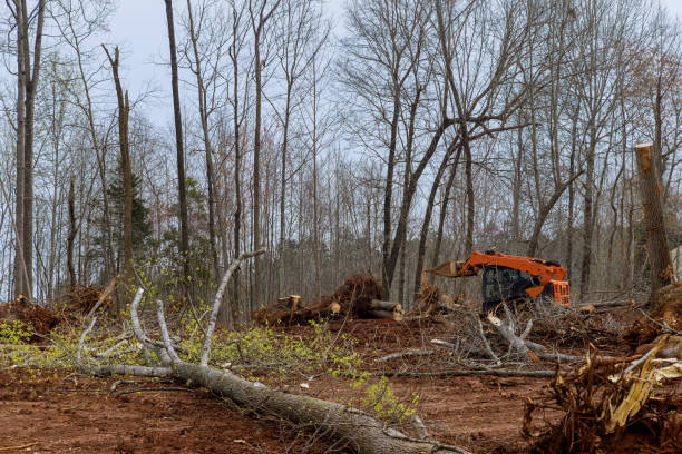 Best Emergency Tree Removal  in Summit, WA