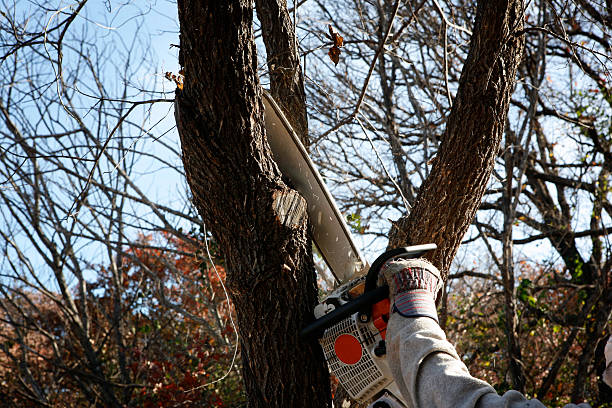  Summit, WA Tree Care Pros