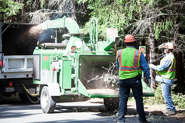 Best Tree and Shrub Care  in Summit, WA