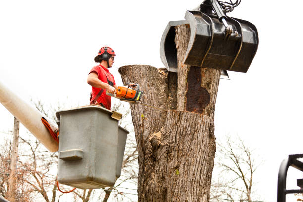 Reliable Summit, WA Tree Care Solutions